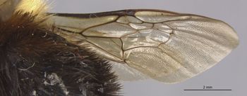 Media type: image;   Entomology 15281 Aspect: Wing front